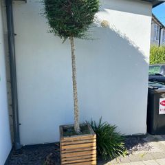 lollipop trees