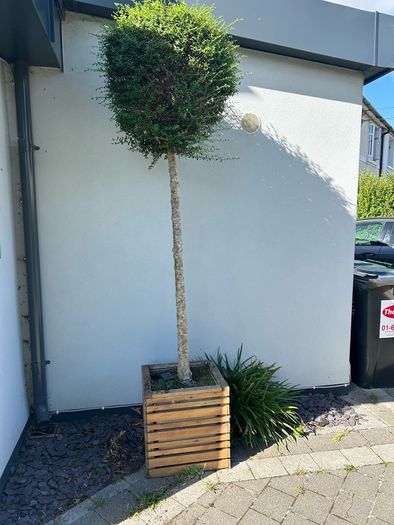 lollipop trees