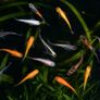 Medaka Rice Fish Image 2