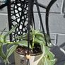 Tradescantia zebrina Image 2