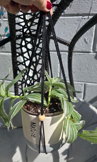 Tradescantia zebrina