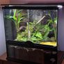 dart frog Image 5