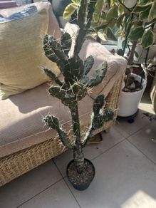 Cactus plant Decorative