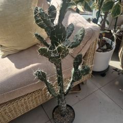 Cactus plant Decorative