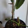 Philodendron paraiso verde plant Image 7