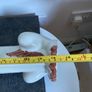 Figurine - mid century Dog Image 10