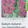 Sedum Autumn - Garden flowers Image 2