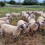 Sheep show and sale Image 7