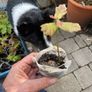 Oak Tree Saplings Image 3