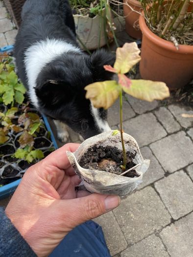 Oak Tree Saplings