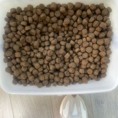 Dog Food