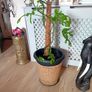Large Monstera Minima with Pot Image 2