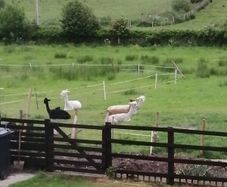 Deerpark Alpacas have a small alpaca herd for sale