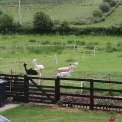 Deerpark Alpacas have a small alpaca herd for sale