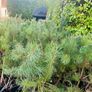 Native grown pine trees Image 3