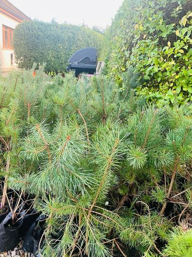 Native grown pine trees