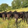 Five 5 Star Heifers Image 8