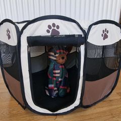 cat dog tent