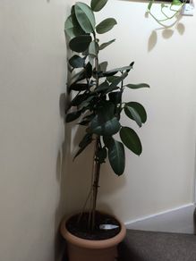 rubber plant