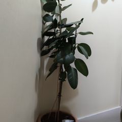 rubber plant
