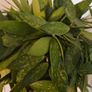 hoya gracilis plant Image 6