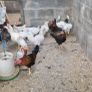 Roosters Image 3