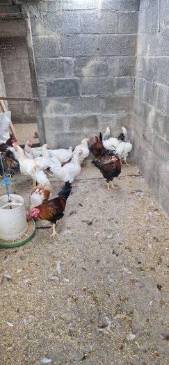Roosters