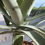 Big Aloe Vera Plants Image 2