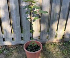 Sycamore plant