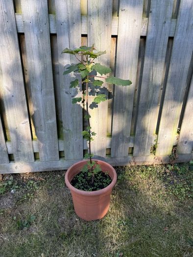 Sycamore plant