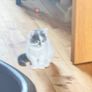 cat Image 2