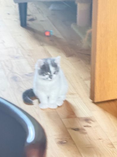 cat