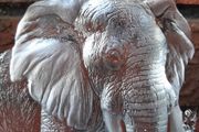 Mats Jonasson Glass Elephant Sculpture