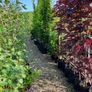 Leylandii hedging Image 4