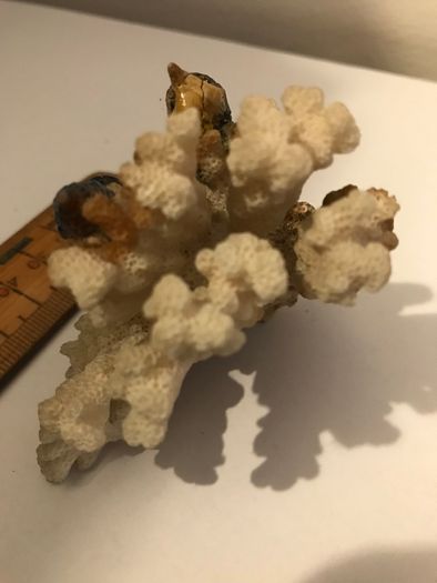 Three Birds on Coral ornament