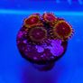 Spekled Krakatoa Zoa Image 3