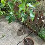 Desert King Fig Tree Image 2
