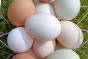 Free range eggs