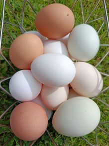 eggs