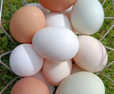 eggs