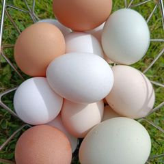 eggs