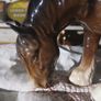 Beswick Shire Horse Image 2