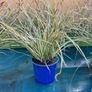 Evergreen plant Image 3