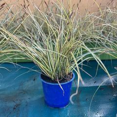 Evergreen plant