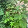 Yellow Big Raspberry plant Image 4