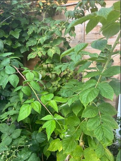Yellow Big Raspberry plant