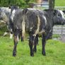Roan Blue Heifers for Gortatlea Mart Image 6