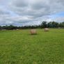 Hay for sale Image 4