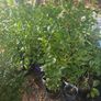 Potted Griselin Hedging - Potted x100 Image 4