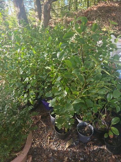 Potted Griselin Hedging - Potted x100